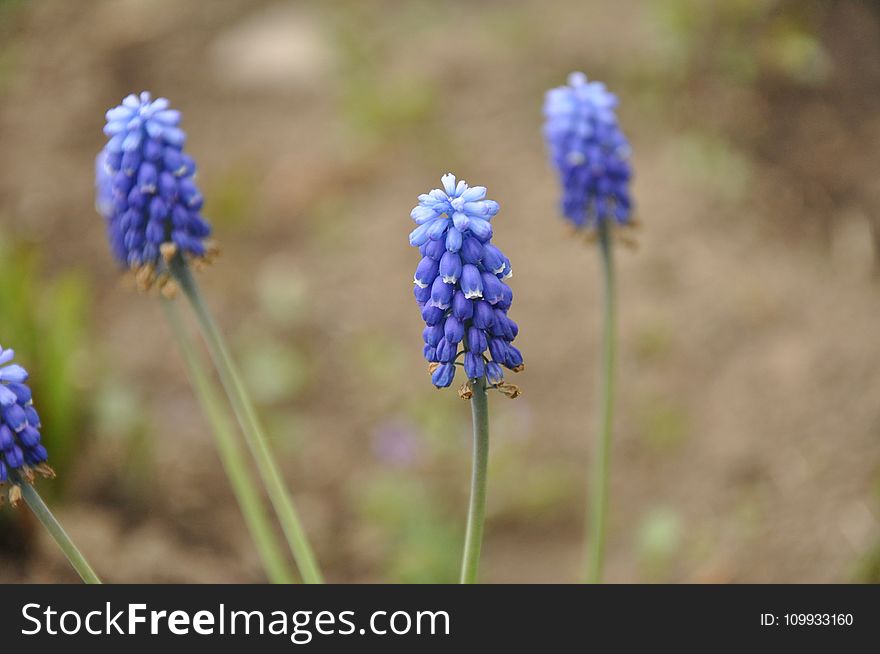Flower, Plant, Hyacinth, Flora