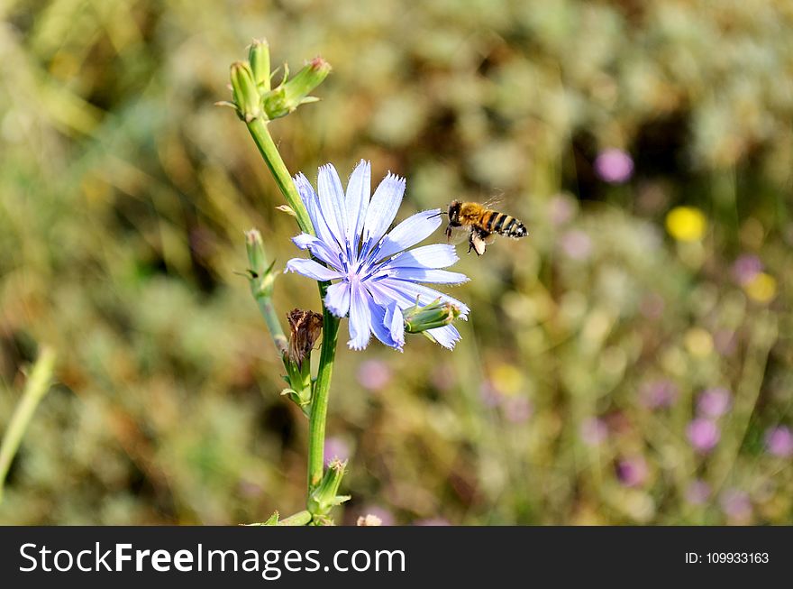 Flower, Flora, Honey Bee, Bee