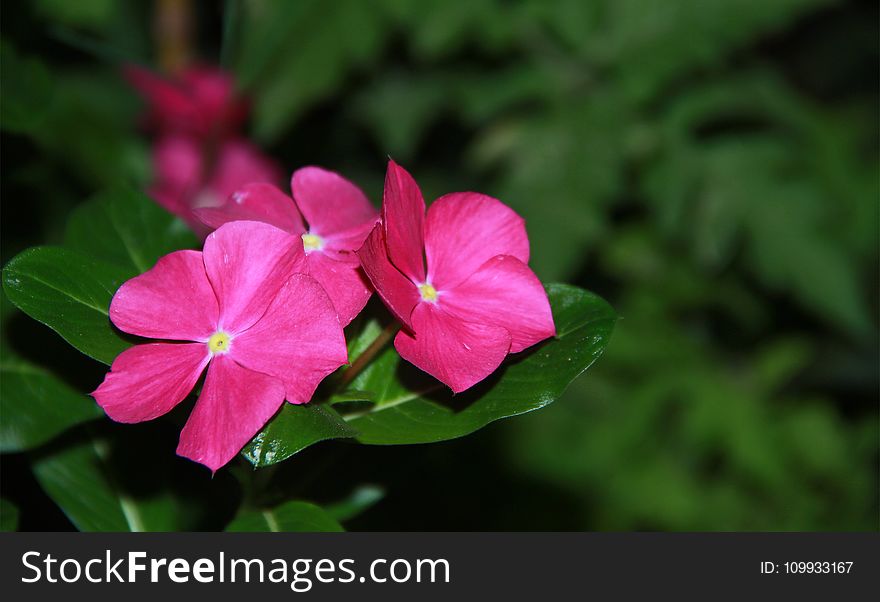 Flower, Plant, Pink, Flora