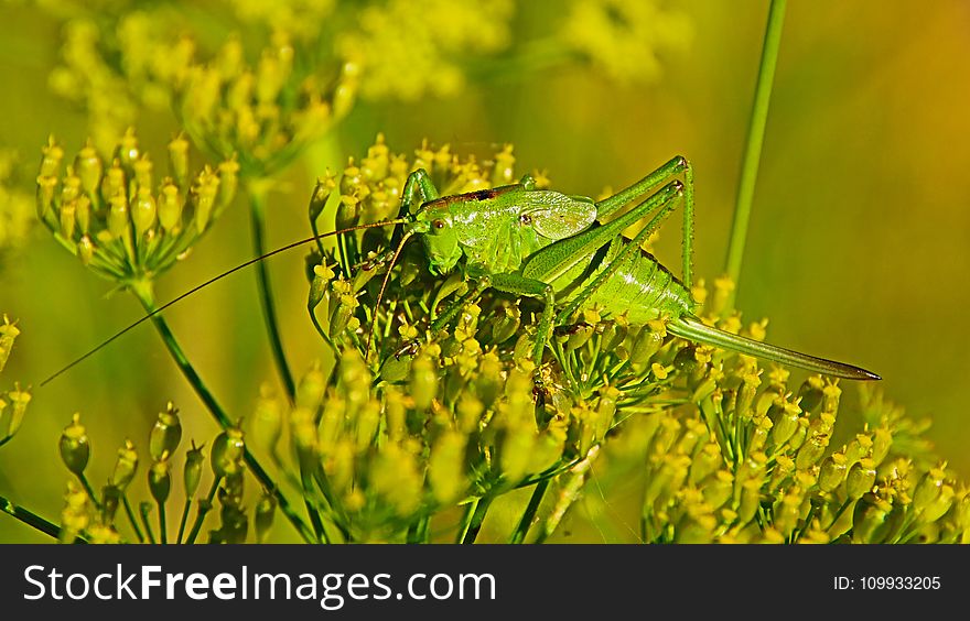 Insect, Grasshopper, Locust, Vegetation