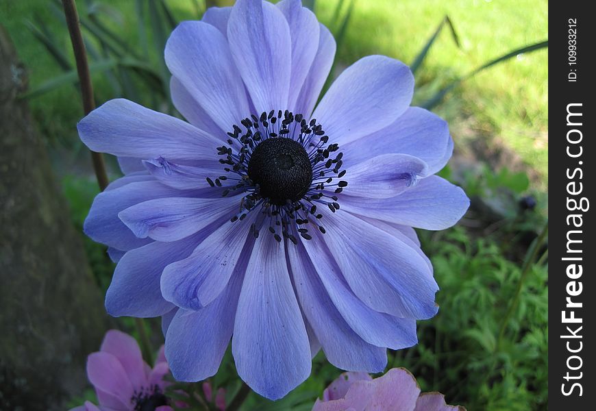 Flower, Blue, Flora, Plant