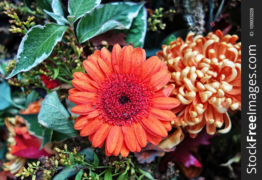 Flower, Plant, Flora, Gerbera