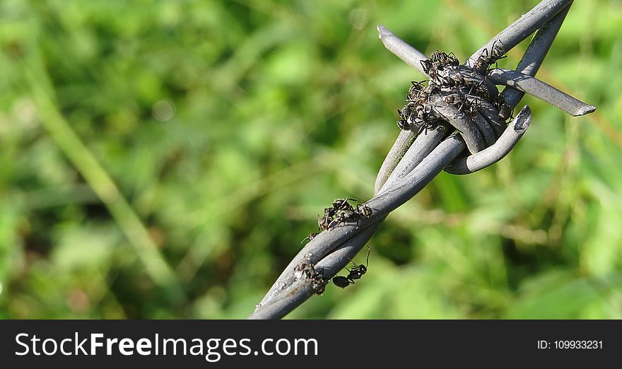 Plant, Insect, Flora, Macro Photography