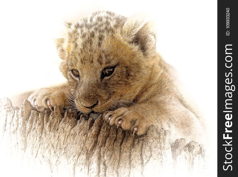 Lion, Wildlife, Mammal, Cat Like Mammal