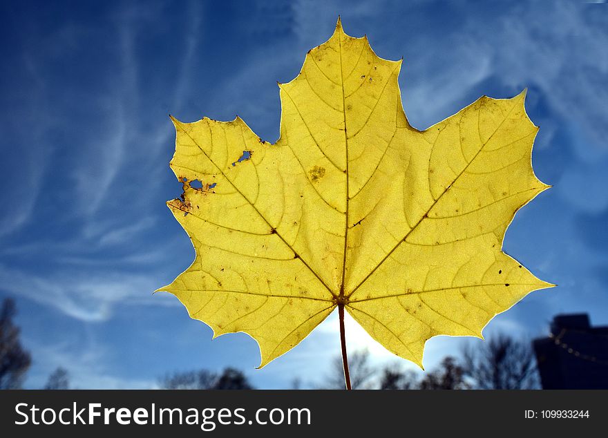 Leaf, Maple Leaf, Sky, Autumn