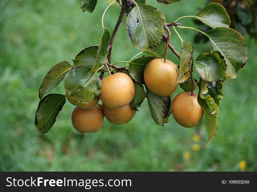 Fruit Tree, Fruit, Pear, Citrus