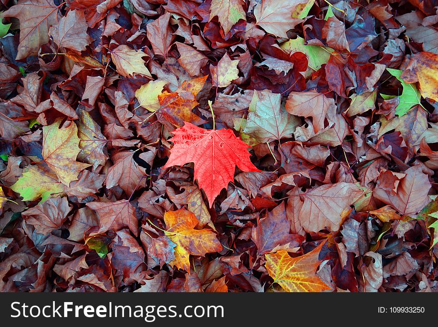 Leaf, Autumn, Deciduous, Maple Leaf