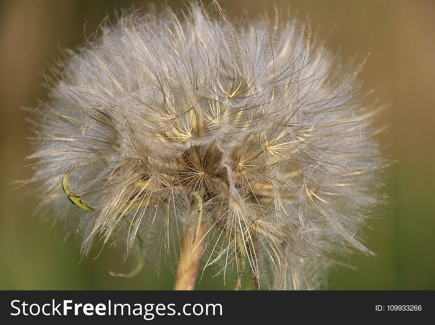 Flora, Flower, Dandelion, Close Up