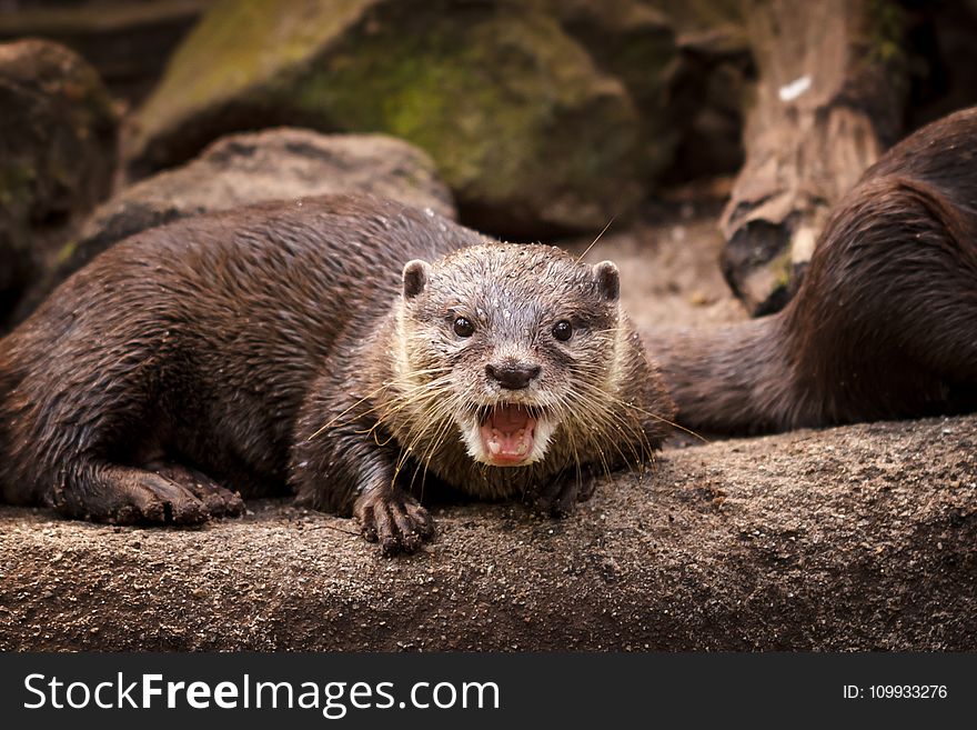 Otter, Mammal, Fauna, Mustelidae