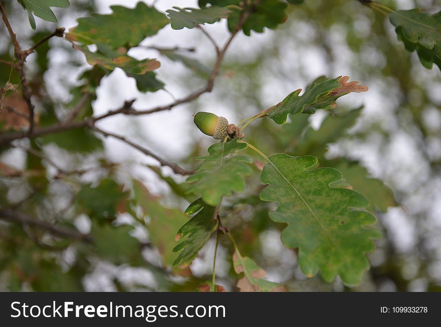 Leaf, Tree, Plant, Flora