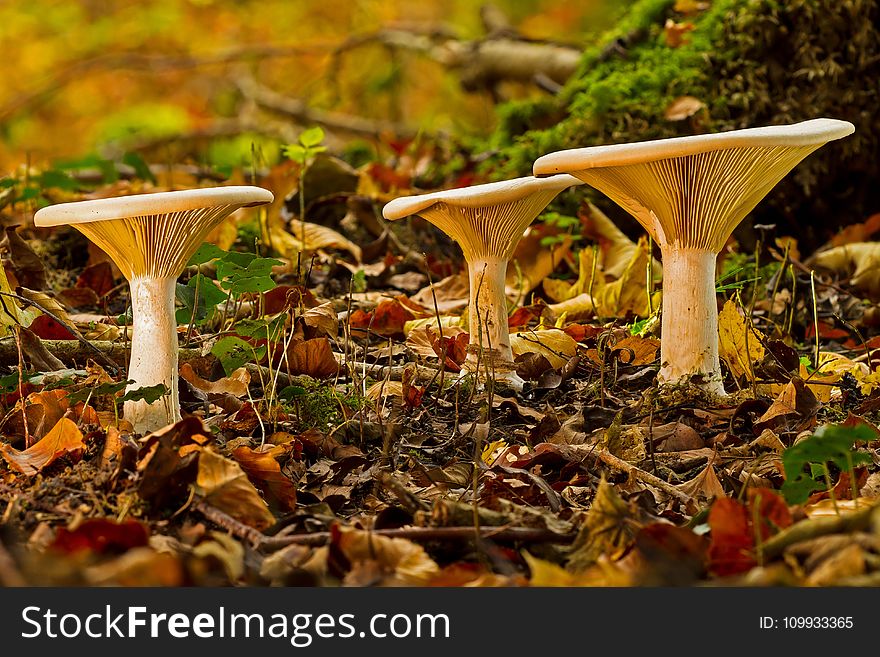 Leaf, Autumn, Deciduous, Fungus