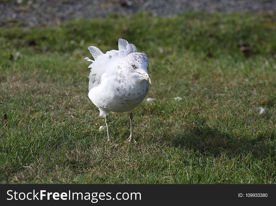 Bird, Fauna, Beak, Seabird