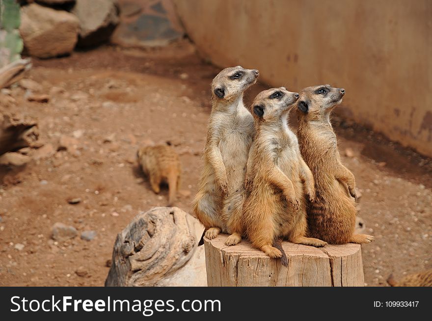 Meerkat, Mammal, Fauna, Terrestrial Animal