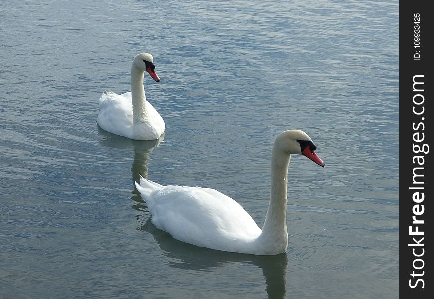 Swan, Water Bird, Bird, Ducks Geese And Swans