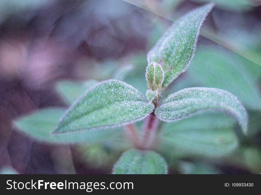 Leaf, Plant, Flora, Herb