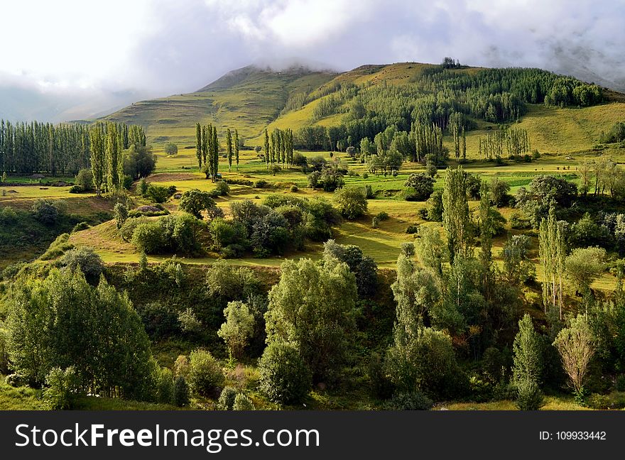 Vegetation, Ecosystem, Nature Reserve, Highland