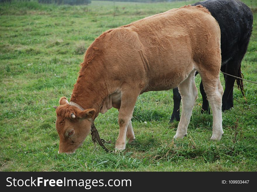 Cattle Like Mammal, Grazing, Pasture, Grassland