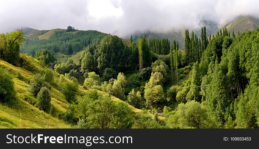 Vegetation, Ecosystem, Tropical And Subtropical Coniferous Forests, Nature Reserve