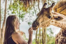 Happy Young Woman Watching And Feeding Giraffe In Zoo. Happy You Stock Photos