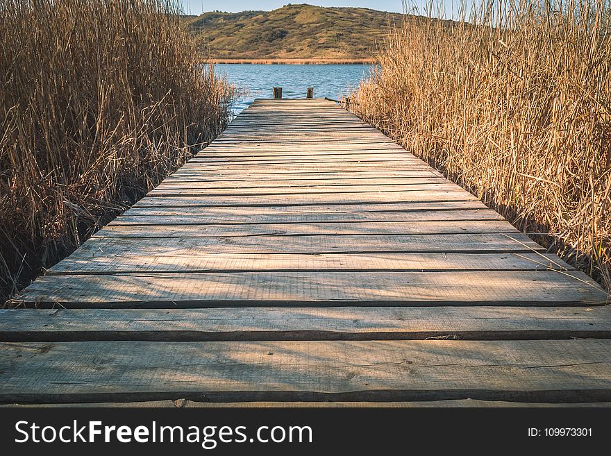 Brown Wooden Dock With Brown Grasses
