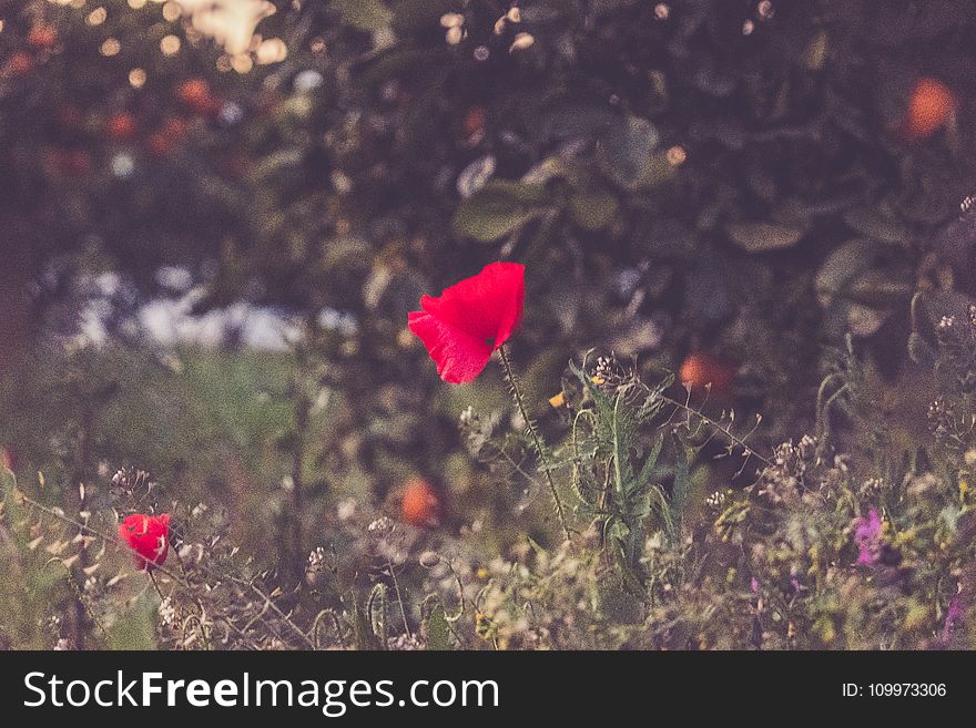 Selective Focus Photography Of Red Petaled Flower