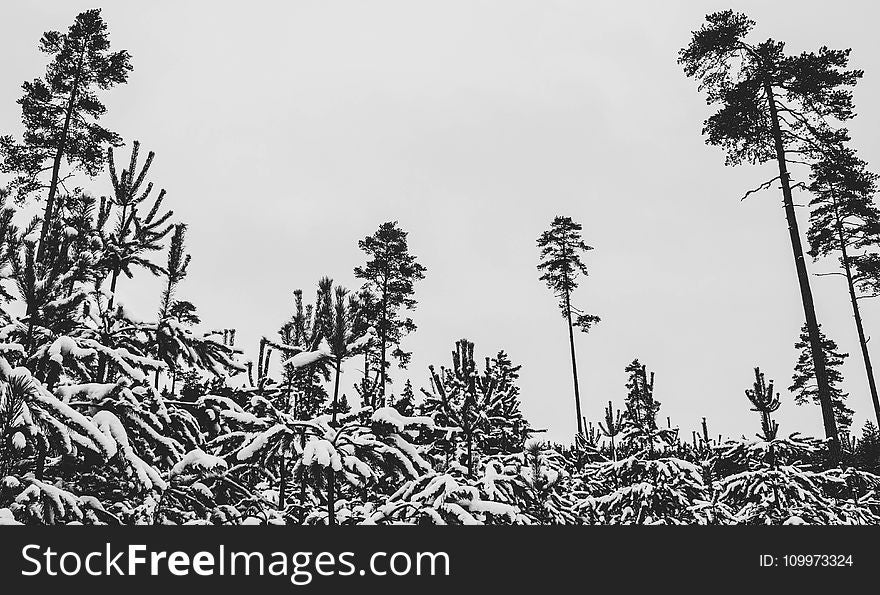 Black And White Trees Photography