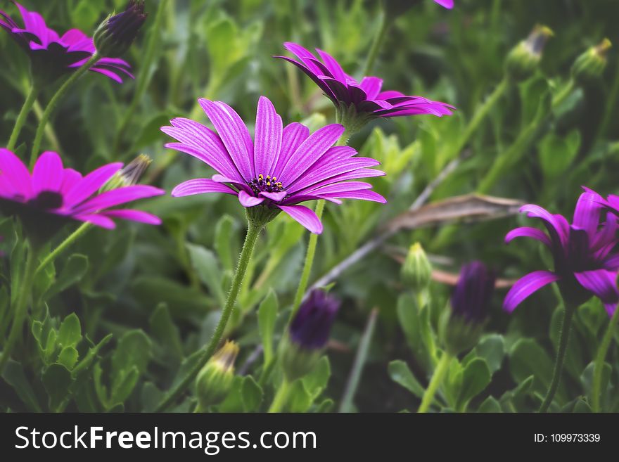 Close-Up Photography Of Purple Daisybush Flowers