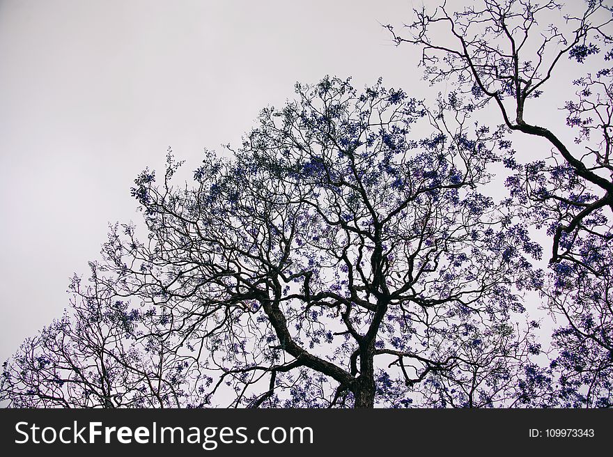 Blue Leafed Trees