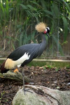 African Crowned Crane Royalty Free Stock Photos