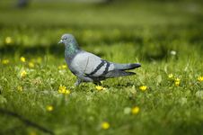 Pigeon Stock Image Pigeon Stock Image