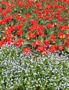 Red Tulips And Some Other White Flowers Stock Images Red Tulips And Some Other White Flowers Stock Images