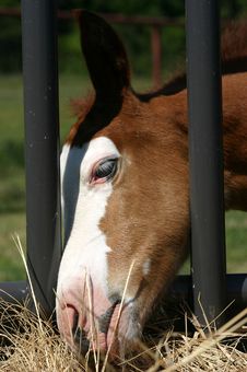 Foal At Hay Feeder Royalty Free Stock Photos