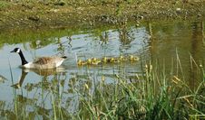 Goose With Chicks Stock Photography