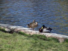 Male And Female Mallard Ducks Stock Photos