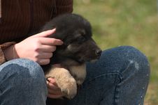 Puppy Stock Photography