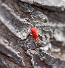 Tiny Red Bug Royalty Free Stock Photos