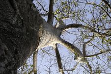 Baobab Tree 01 Royalty Free Stock Images Baobab Tree 01 Royalty Free Stock Images