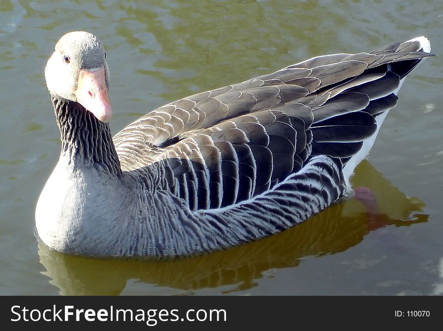 Goose on pond
