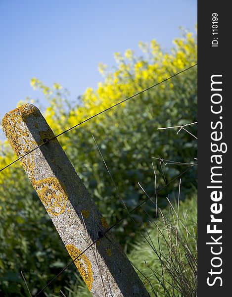 A wire fence running in front of an oilseed field, blue sky behind. A wire fence running in front of an oilseed field, blue sky behind