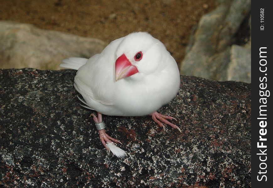 Photo of white bird