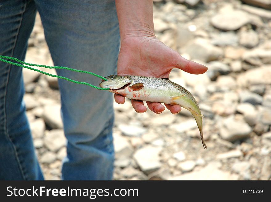 A brown or river trout in a hand. A brown or river trout in a hand.