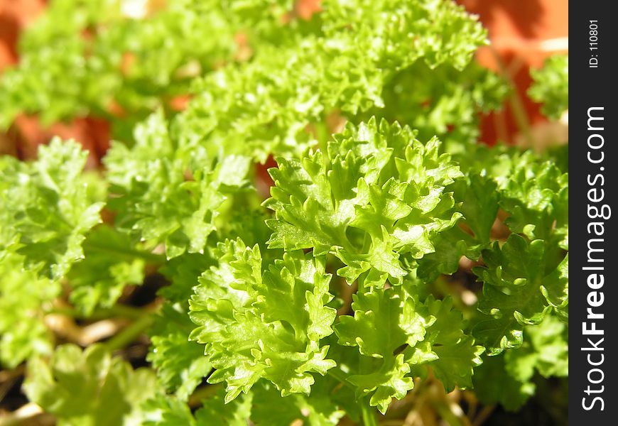 Closeup of crisped-leaf parsley in a pot
