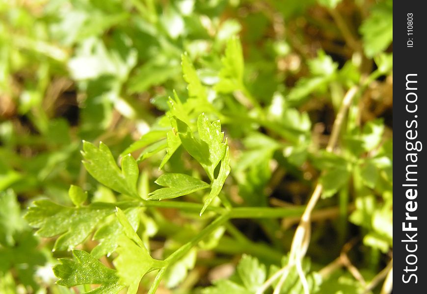 Fresh leaves of parsley in the morning sun, closeup, mediterranean feeling. Fresh leaves of parsley in the morning sun, closeup, mediterranean feeling