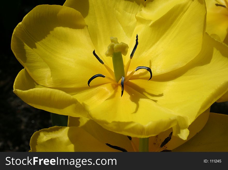 Yellow tulip in natural light.