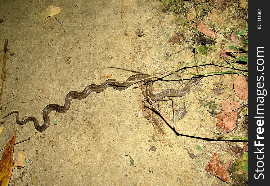 A snake making it`s way though the night....