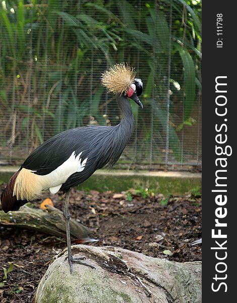 African Crowned Crane standing on a rock