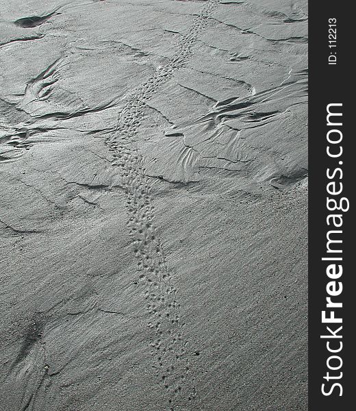 The tracks of a foraging seabird are left in the rippling sand of low tide. The tracks of a foraging seabird are left in the rippling sand of low tide.