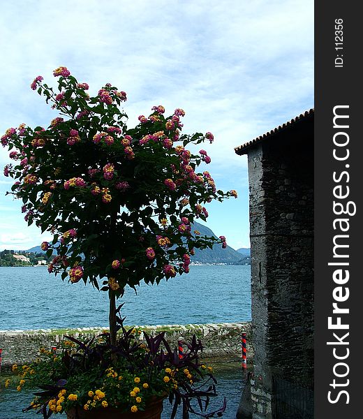 Digital photo of a blooming flower infront of the lake Lago Maggiore in italy