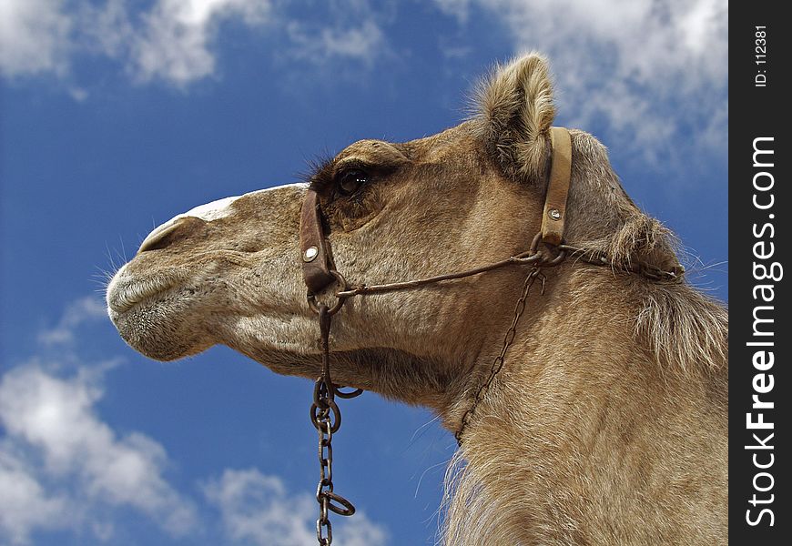 A close up of the head of a camel, photographed at Maspalomas, Gran Canaria