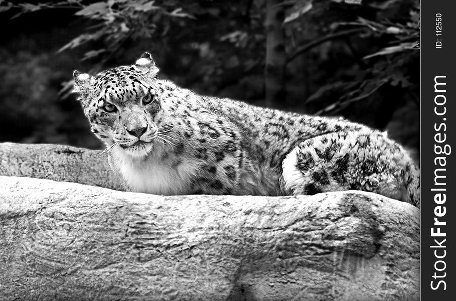 Snow leopard sitting on rock